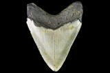 Fossil Megalodon Tooth - North Carolina #109522-2